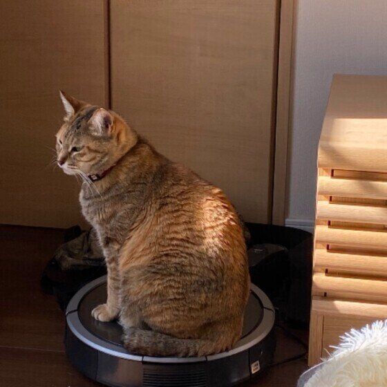 ルンバに乗る日本ネコ