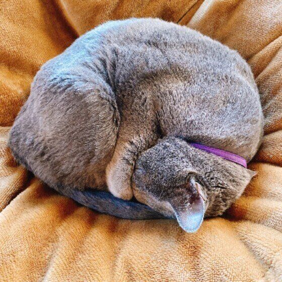 ティアラちゃん（ロシアンブルー）