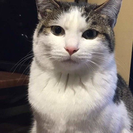 首回りの毛の量が増えたキジトラ