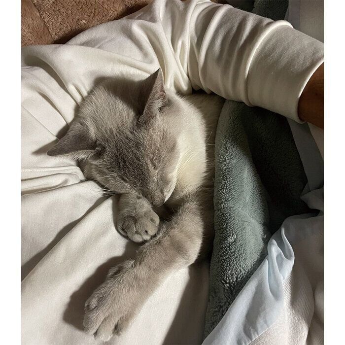 飼い主さんの腕枕で眠るたぬくん