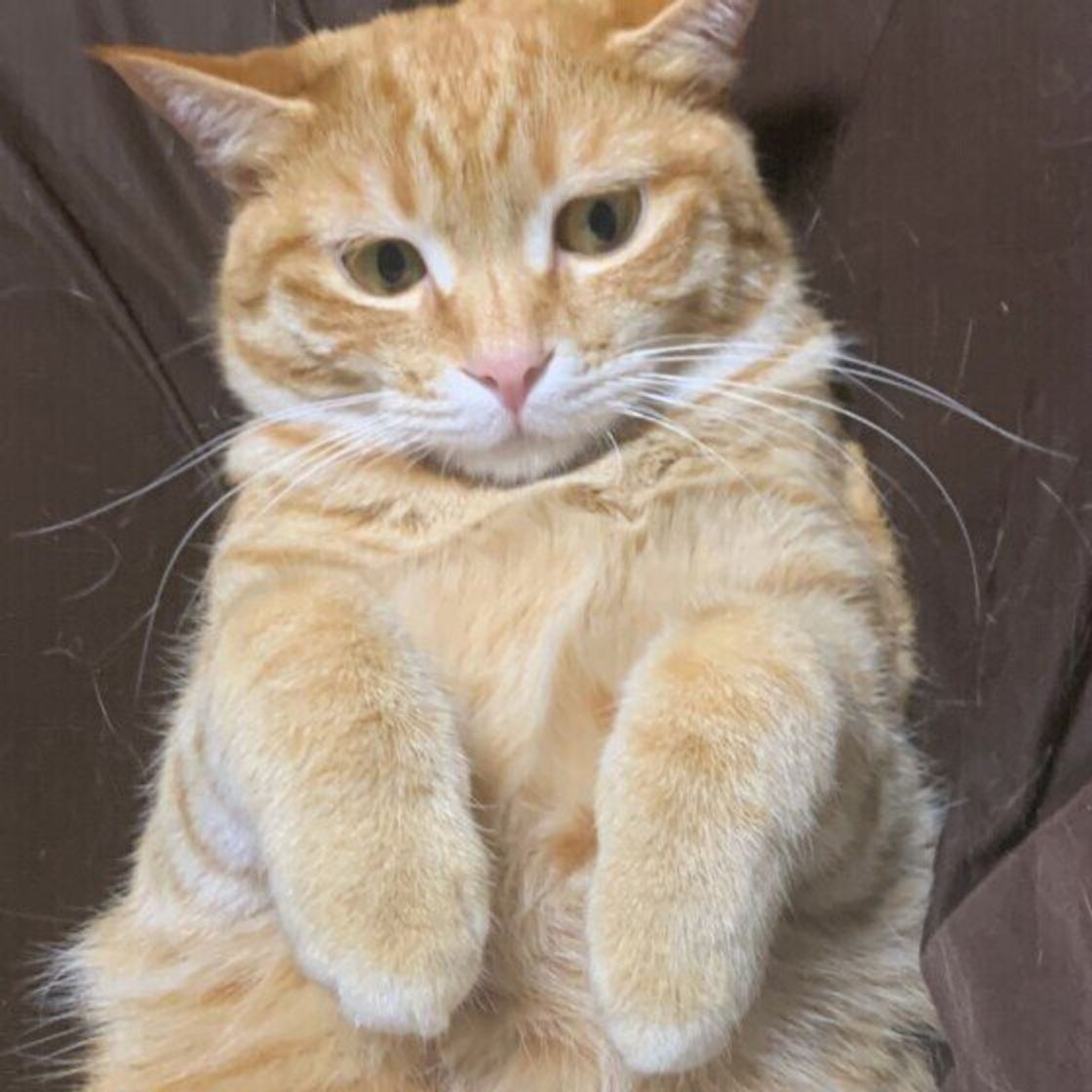 猫がおもちゃで遊んでいて大変なことに 約4割の飼い主さんが経験したヒヤッとエピソードの数々 ねこのきもちweb Magazine 猫がおもちゃで遊んでいて大変なことに 約4割の飼い主さんが経験したヒヤッとエピソードの数々 ねこのきもちweb Magazine