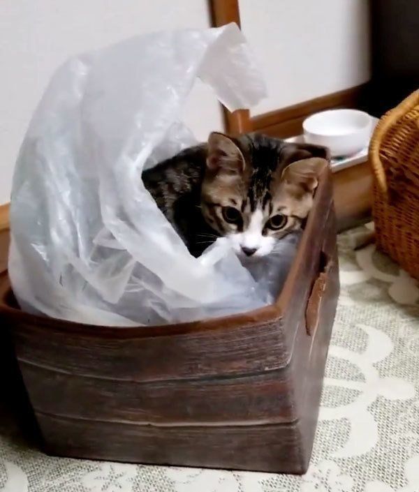 お気に入りに囲まれるこてつちゃん