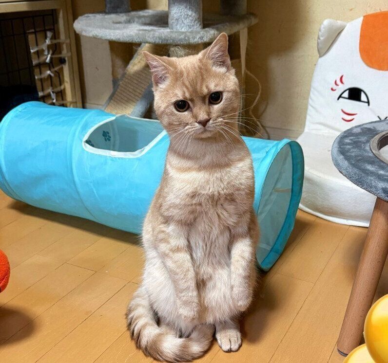 立ち上がる神威くん