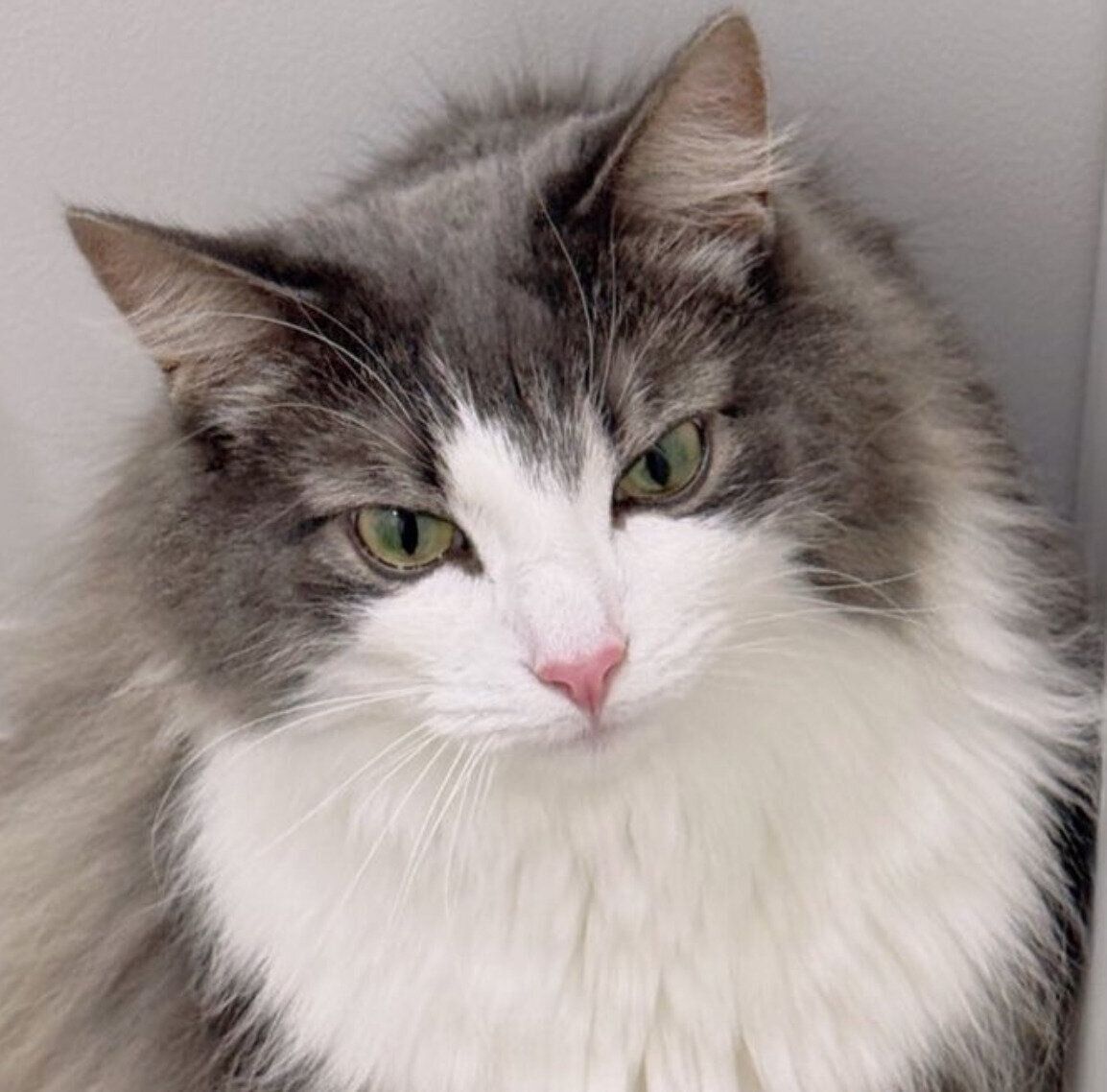 かっこいい顔をする直哉くん