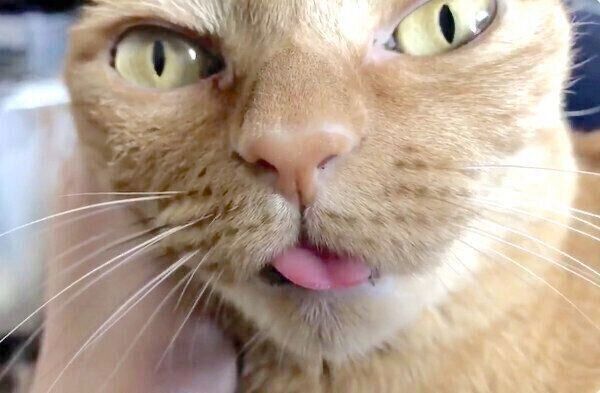 舌を出すポン子ちゃん