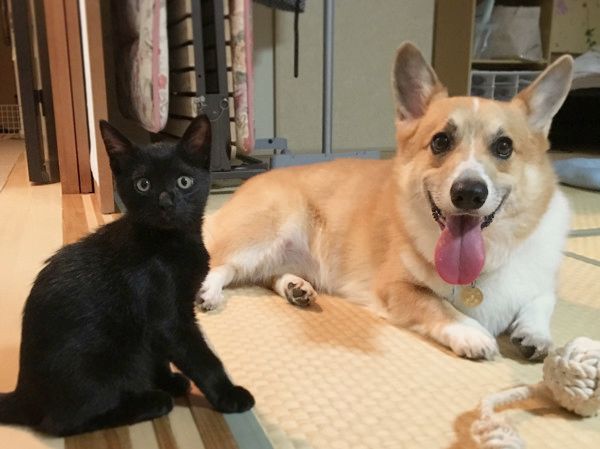 障子からひょっこり顔を出す犬と猫