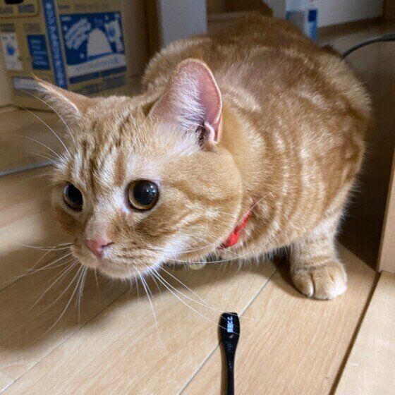 見つめるスコティッシュフォールド