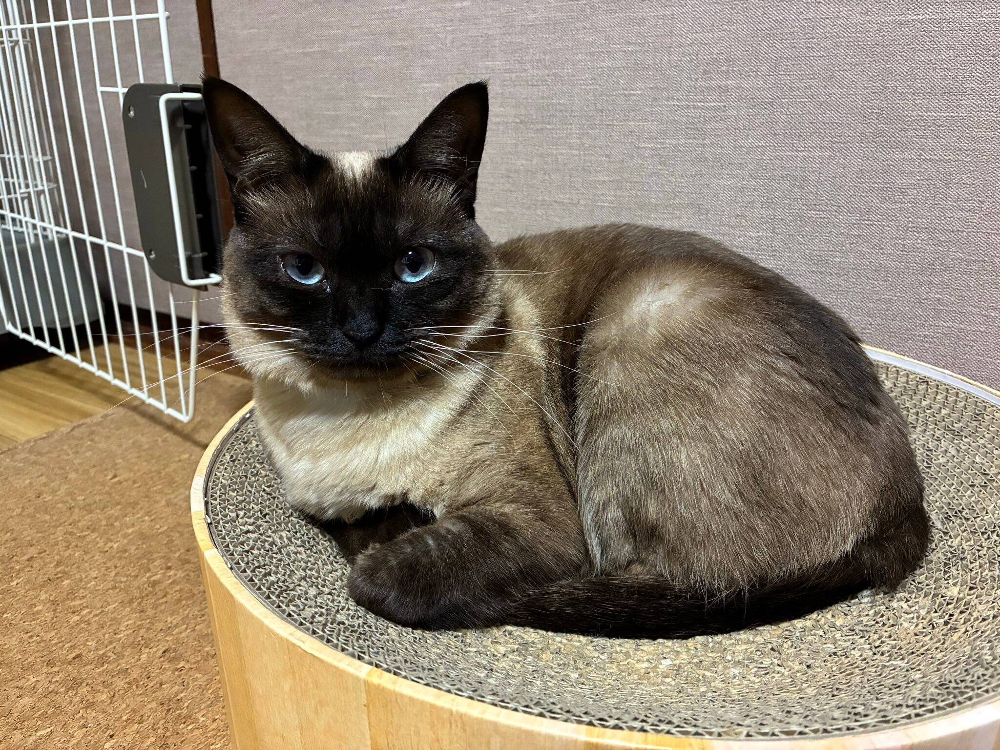 爪とぎの上でくつろぐ1才頃の猫