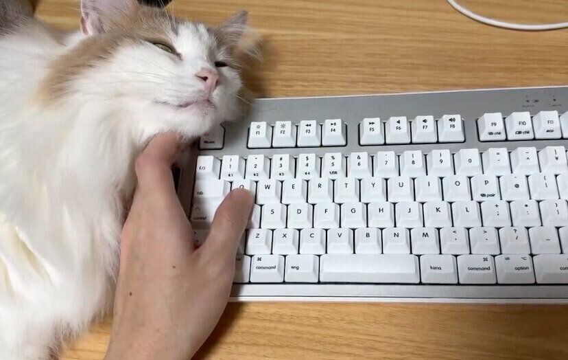 仕事中の飼い主さんの手にくっつくエドくん