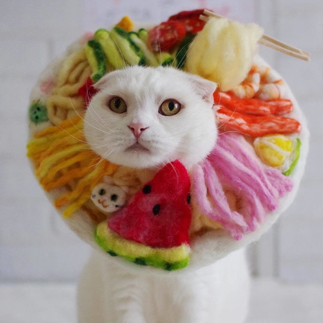 冷やし中華のかぶりものをするタマちゃん