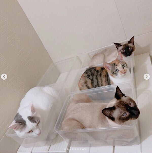クリアケースに入る猫たち