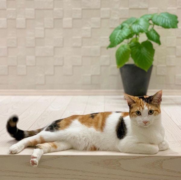 三毛猫のツバキちゃん