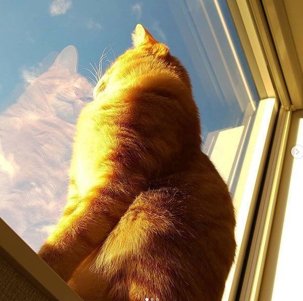 元保護猫・みちるちゃん