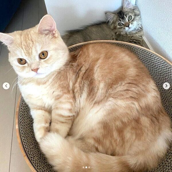 くつろぐマロンくんとフランちゃん