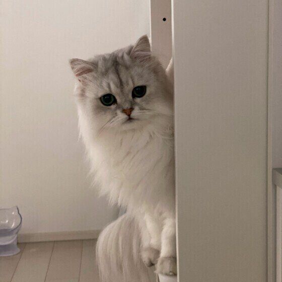 顔を出す猫（ペルシャ、メス）