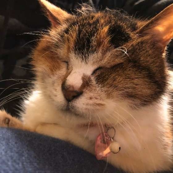 気持ちよさそうなみゃあちゃん