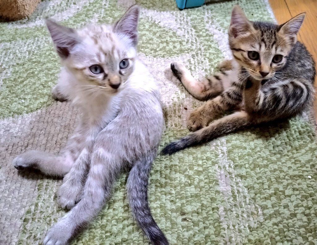 ブーヨンくんとどんぐりちゃん