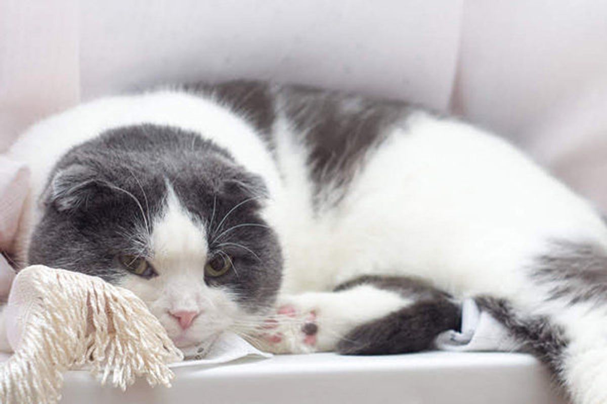 猫にも 鼻くそ ってつくの 原因と 気になる病気とは ねこのきもちweb Magazine 猫にも 鼻くそ ってつくの 原因と 気になる病気とは ねこのきもちweb Magazine