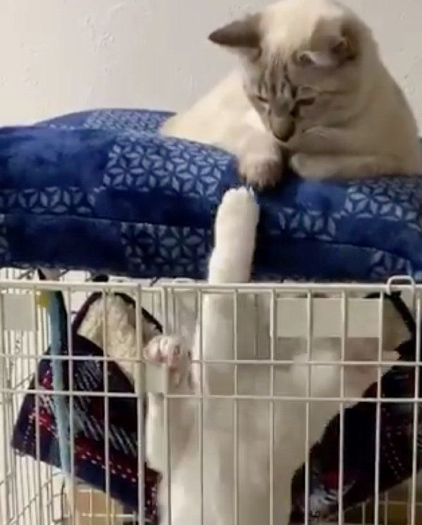 ケージを挟んで遊ぶ9ちゃんとシャムちゃん