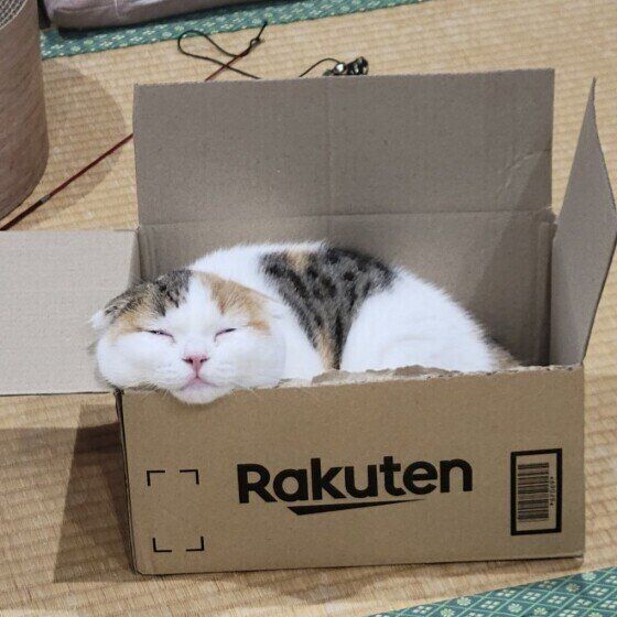 箱に入るスコティッシュフォールド