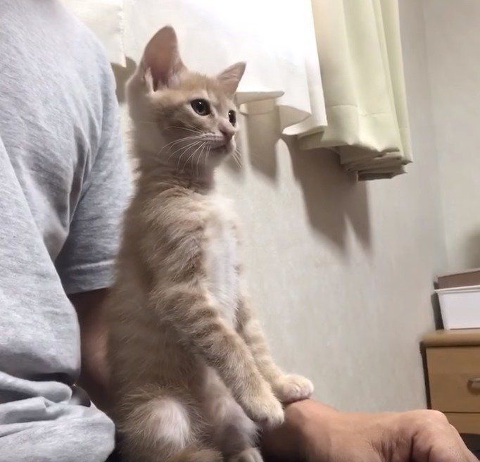 姿勢がよすぎる子猫