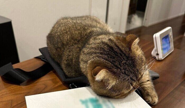本の上に乗るたぬ吉くん