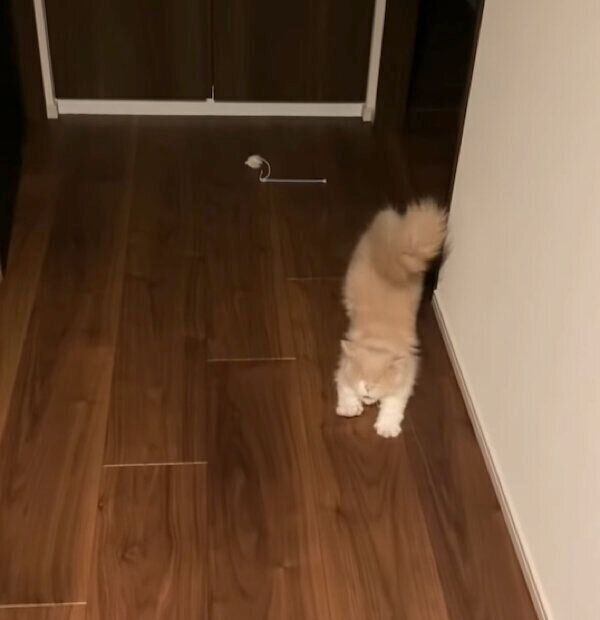 飼い主さんを出迎えるビジュちゃん