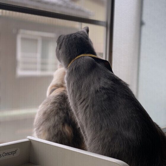 窓辺に集まる和栗くんたち（MIX）