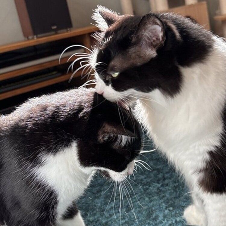 オリビアちゃんに毛づくろいをするナミちゃん