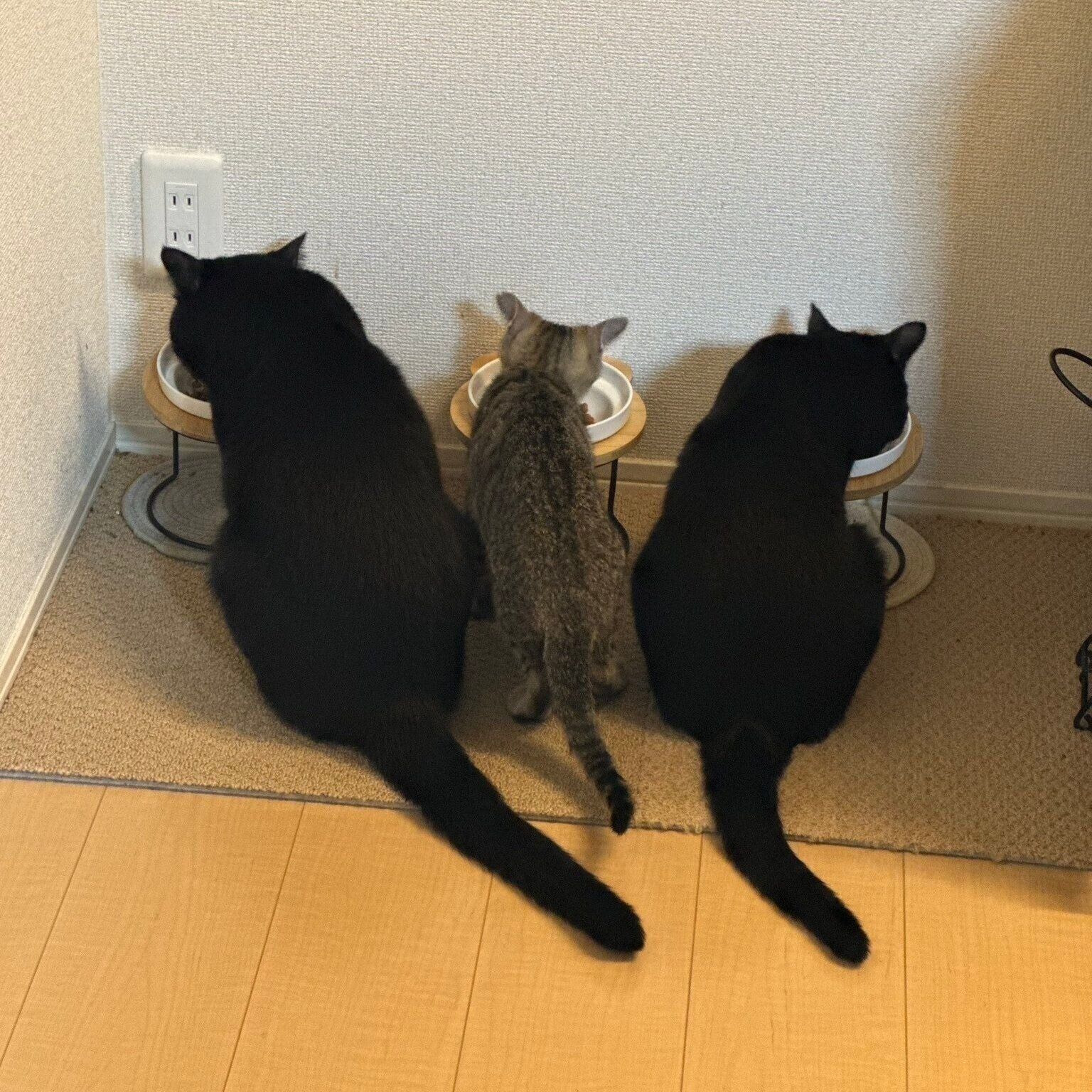 《写真左から》ジジくん、はるちゃん、キキちゃん。3匹並んでゴハン中。