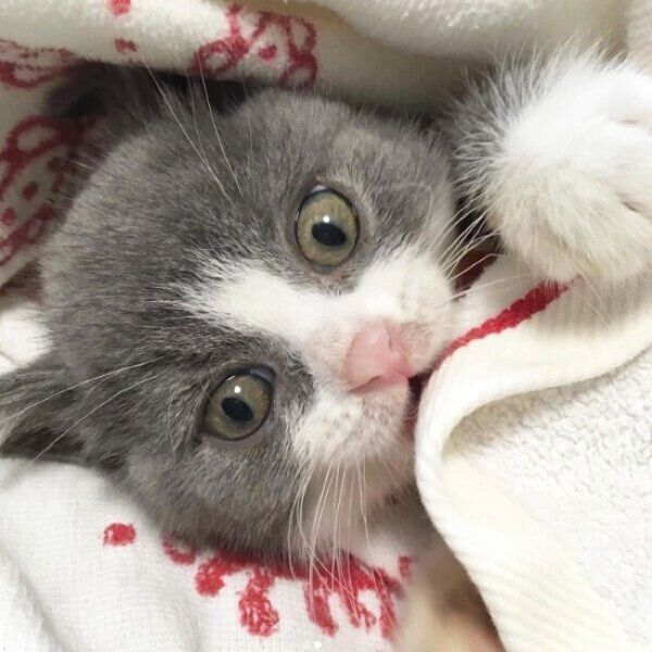 生後2カ月半、お迎え初日のまるくん