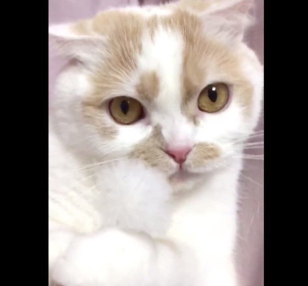 耳かきを嗅いでのフレーメン反応をするホイップクリームちゃん