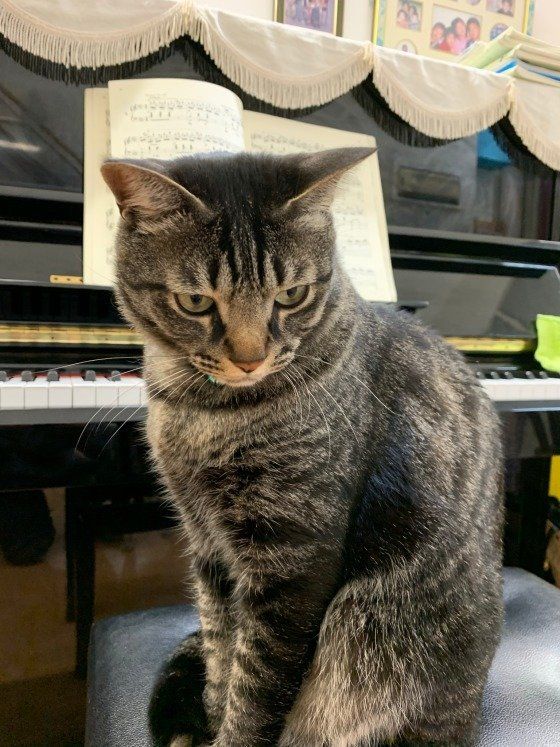 ピアノ椅子に座る猫