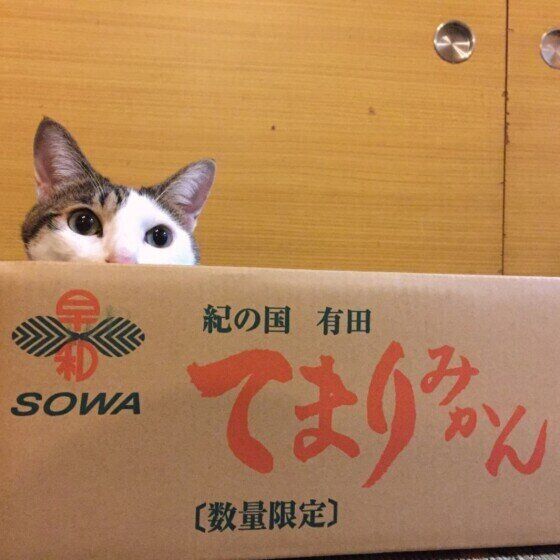 箱に入る猫
