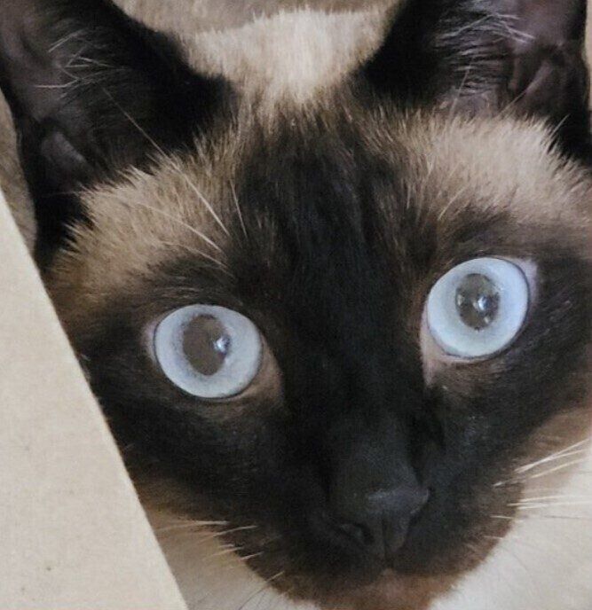 4才の猫