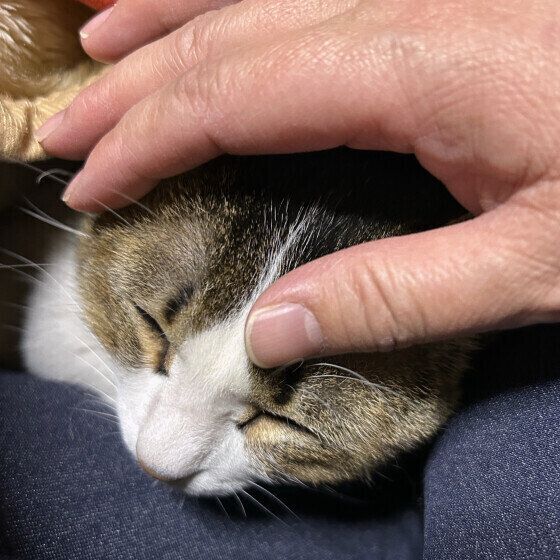 甘える日本ネコ