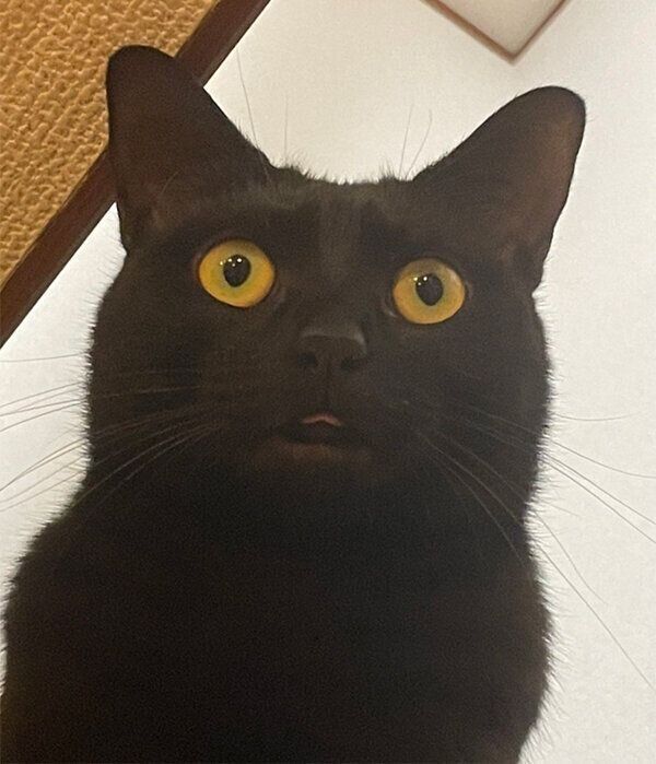 見つめるアビーちゃん