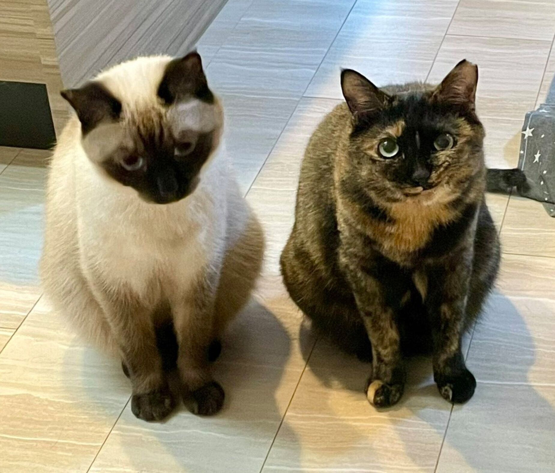 帰宅した飼い主さんを出迎えるサラミちゃん、ナッツくん。