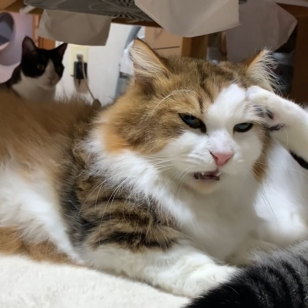 フレーメン反応中の秀吉くん