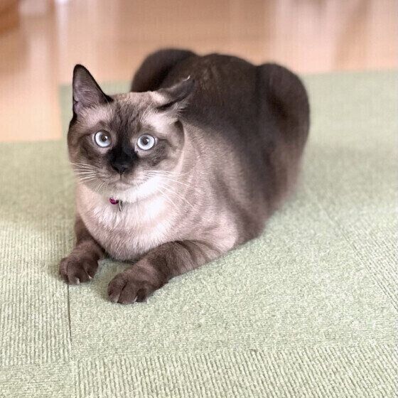 シャムの小春ちゃん