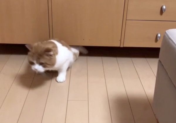 ギリギリにおさまるのが好きな猫