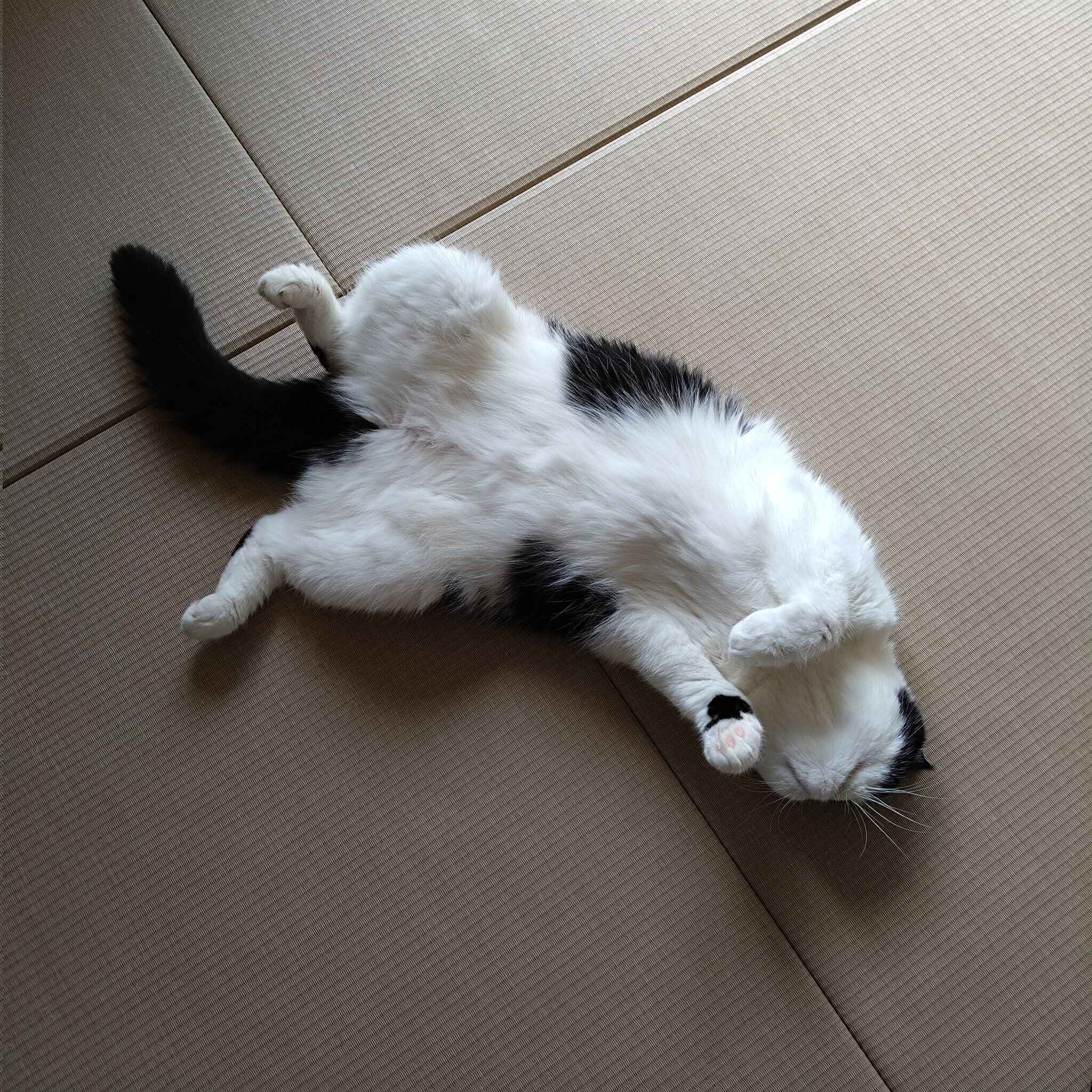 仰向けに寝転ぶエキゾチックショートヘア