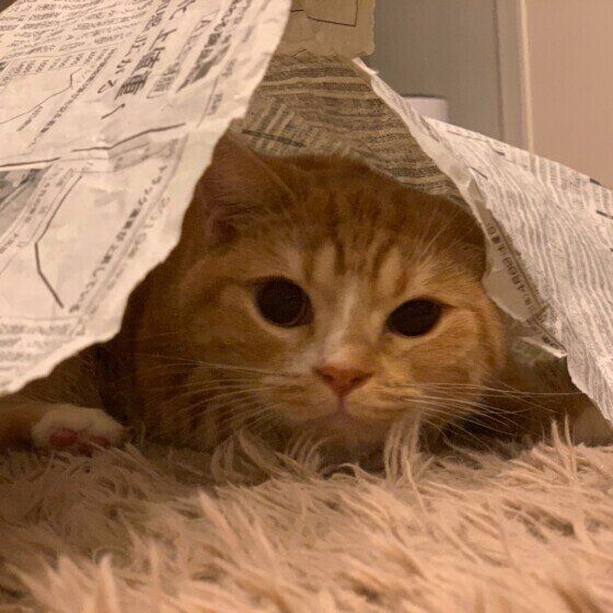 新聞紙で遊ぶスコティッシュフォールド