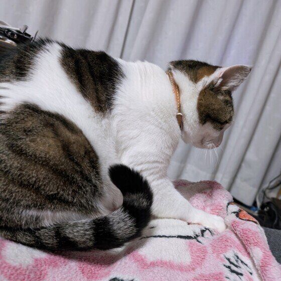 Mix（キジトラ）のみみちゃん♪