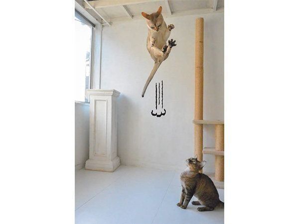 ジャンプする猫