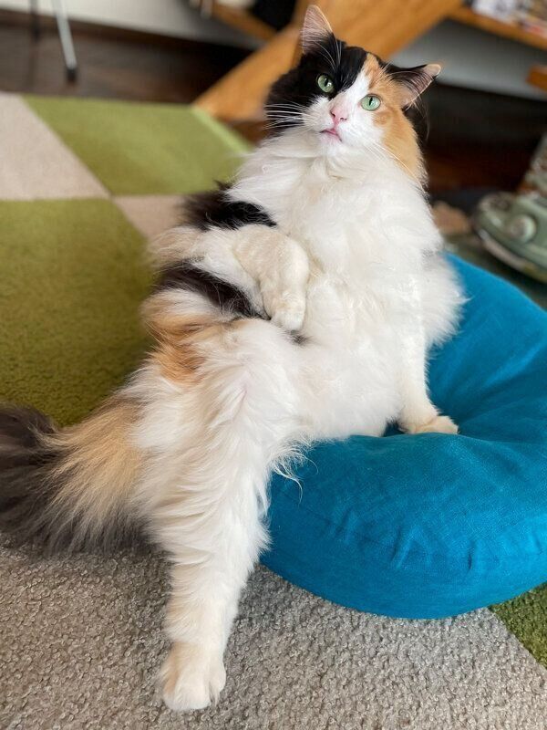 まったりする羽留ちゃん