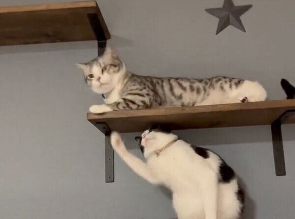 ちょっかいを出すうたちゃんと、びっくりするハクくん