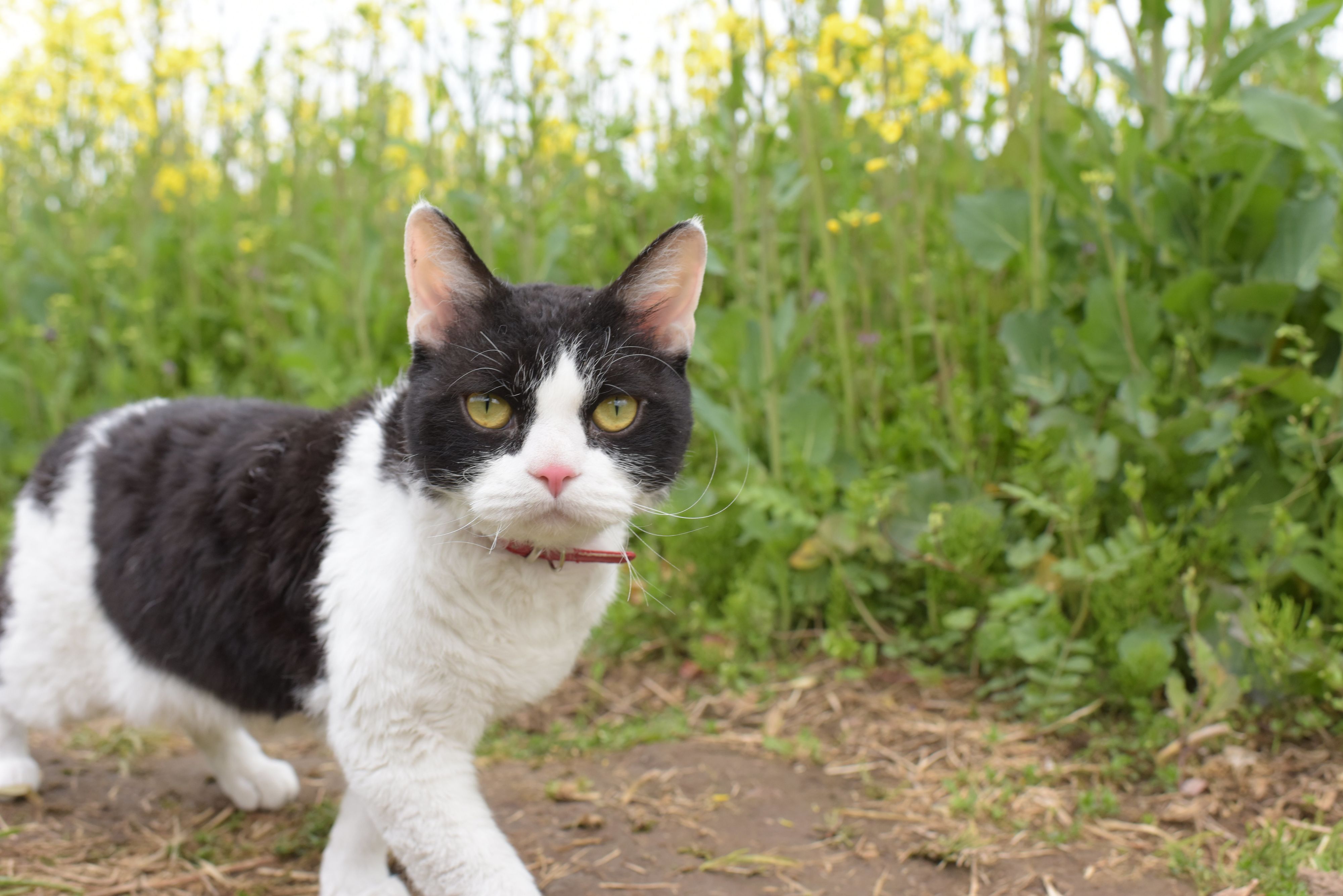 ©2018「旅猫リポート」製作委員会　©有川浩／講談社