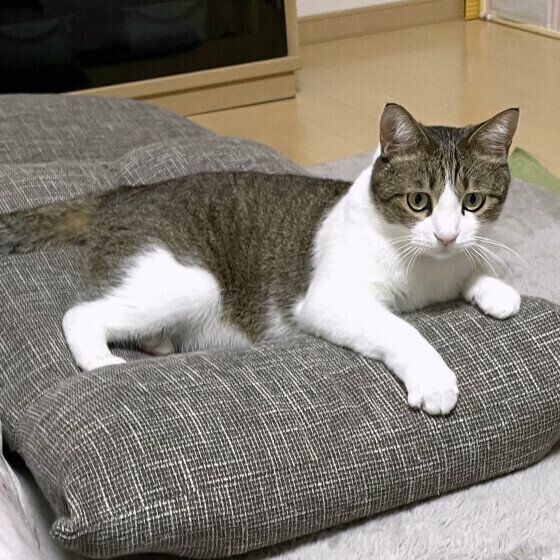 MIX茶白の五郎くん