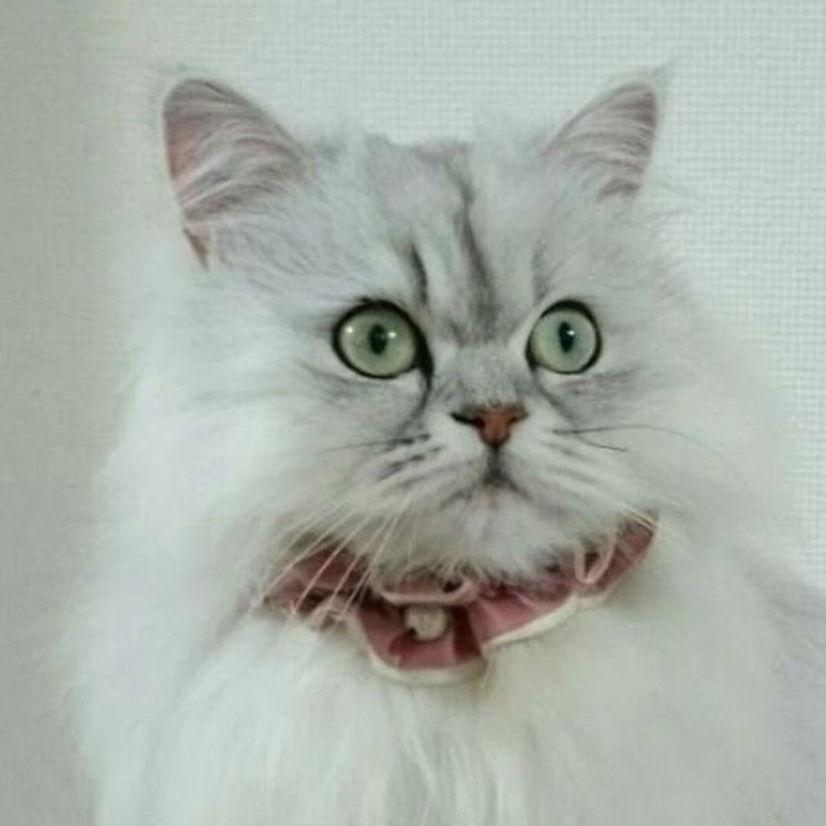獣医師が解説 猫のいびきに潜む危険とは いびきの原因と対処法 ねこのきもちweb Magazine 獣医師が解説 猫のいびきに潜む危険とは いびきの原因と対処法 ねこのきもちweb Magazine